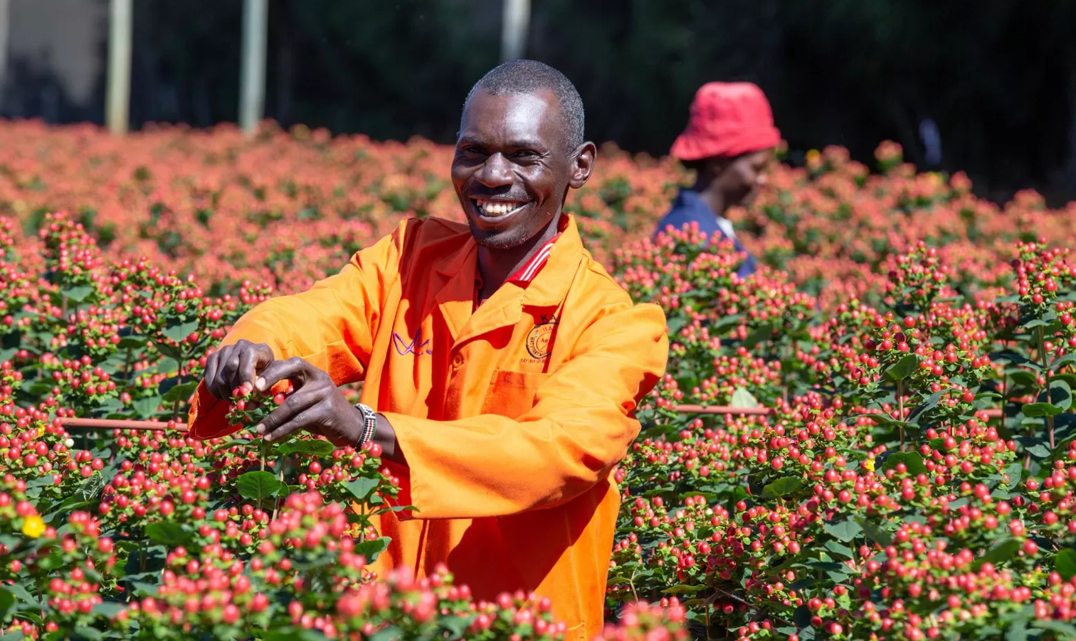 Kenya Flower Farm List Best Flower Site